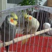 فروش عروس هلندی