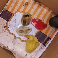 جوجه اردک و جوجه