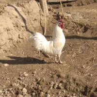 خروس چهل تاج