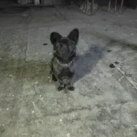 سگ پاکوتاه|سگ|مشهد, خواجه ربیع|دیوار