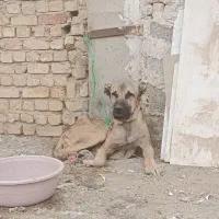 سگ سرابی نر