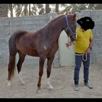 اسب|اسب و تجهیزات اسبسواری|جهرم, |دیوار