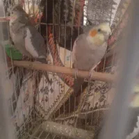 عروس هلندی معاوضعه با گرینچیک