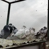 کبوتر گرفتنی بلندی