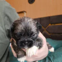 پنج عدد توله کمیاب پیکینز نر و ماده