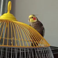 پرنده عروس هلندی نر بسیار باهوش