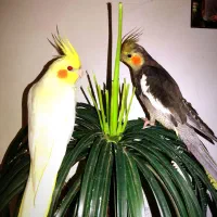 سه عدد عروس هلندی با قفس