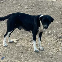 ماده قدرجونی یکسال نیم قد بالا۹۰|سگ|خرم‌آباد, |دیوار