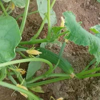 خیار سبز|خوردنی و آشامیدنی|تهران, امام زاده عبدالله|دیوار