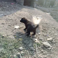 سگ پاکوتاه اصل|سگ|سیمین شهر, |دیوار