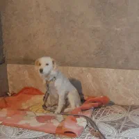 سگ گلدن رتریور