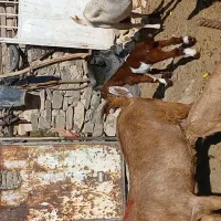 دوتابزبزغاله دار پاکستانی