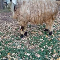 قوچ و توغلی