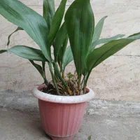 انواع گل‌های آپارتمان و ویلایی|گل و گیاه طبیعی|رشت, عینک|دیوار