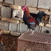 خروس ۴۰تاج|حیوانات مزرعه|رودشت (اصفهان), |دیوار