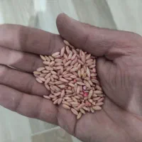 بذر‌گندم‌دیم‌اماده|خدمات باغبانی و درختکاری|سنقر, |دیوار