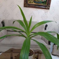 گل سوسن عنکبوتی بزرگ