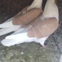 کبوتر|پرنده|جلگه ماژان, |دیوار
