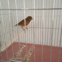 قناری و سهره|پرنده|کرمان, |دیوار