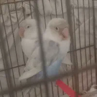 طوطی برزیلی آماده تخم گذاری لانه اش را آماده کرده