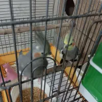 یک جفت عروس هلندی مولد|پرنده|کهریزک, |دیوار