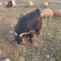 سابرین و میش حشک