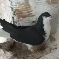 کبوتر خوشرنگ سیاه