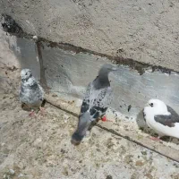 کفتر پلاکی نر  در ملارد|پرنده|تهران, آهنگ|دیوار