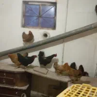 مرغ و خروس فروشی