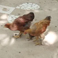 فروش مرغ  برهما،محلی ،گلین ،برهما|حیوانات مزرعه|صدرا-فارس, فاز ۱|دیوار