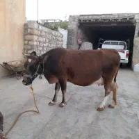یک راس گاو ماده|حیوانات مزرعه|گیلان غرب, |دیوار