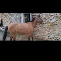 اسب باری به ضمانت