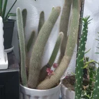 کاکتوس.معاوضه