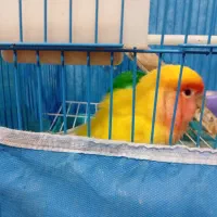 طوطی برزیلی سخنگو|پرنده|رشت, شالکو|دیوار