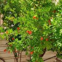 اجاره-یک-اتاق