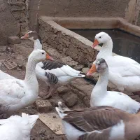 غاز قو غاز جوان و گوشتی ارگانیک|حیوانات مزرعه|ری, دیلمان|دیوار