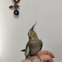 عروس هلندی خاکستری ماده