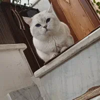 فروش گربه نژاد دار