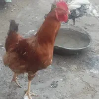 خروس|حیوانات مزرعه|فاروج, |دیوار