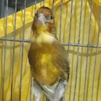 سهره قناری نر ابلق کشیده