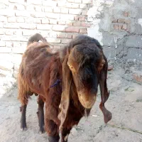 گوسفند فروشی مری نر|حیوانات مزرعه|خاش, |دیوار