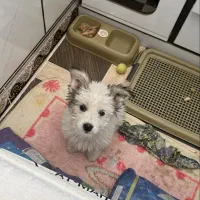 سگ اشپیتز کراس