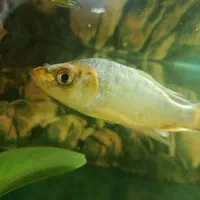 سه عدد ماهی کوی (گلی)