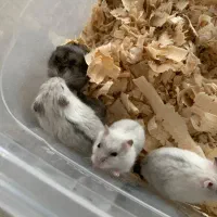 همستر مینیاتوری|موش و خرگوش|شیراز, جانبازان|دیوار