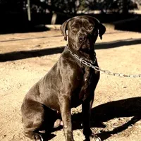 سگ پیتبول ( پیت بول ) رنگ خاص بلو ،آموزش دیده