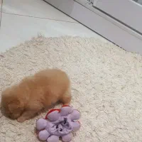 سگ مالتیپو|سگ|قم, انسجام|دیوار