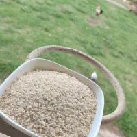 برنج درشت ،سرلاشه نیم دانه هاشمی سورتینگ شده|خوردنی و آشامیدنی|رشت, شهرک شهید رجایی|دیوار