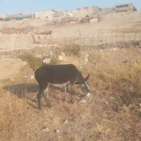 خر ماده|حیوانات مزرعه|ملکشاهی, |دیوار