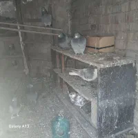 کبتر.تپر.ساده.و.سینه|سگ|مینودشت, |دیوار