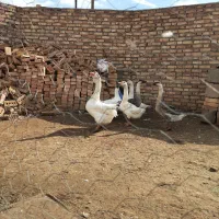 غاز|حیوانات مزرعه|خوی, |دیوار